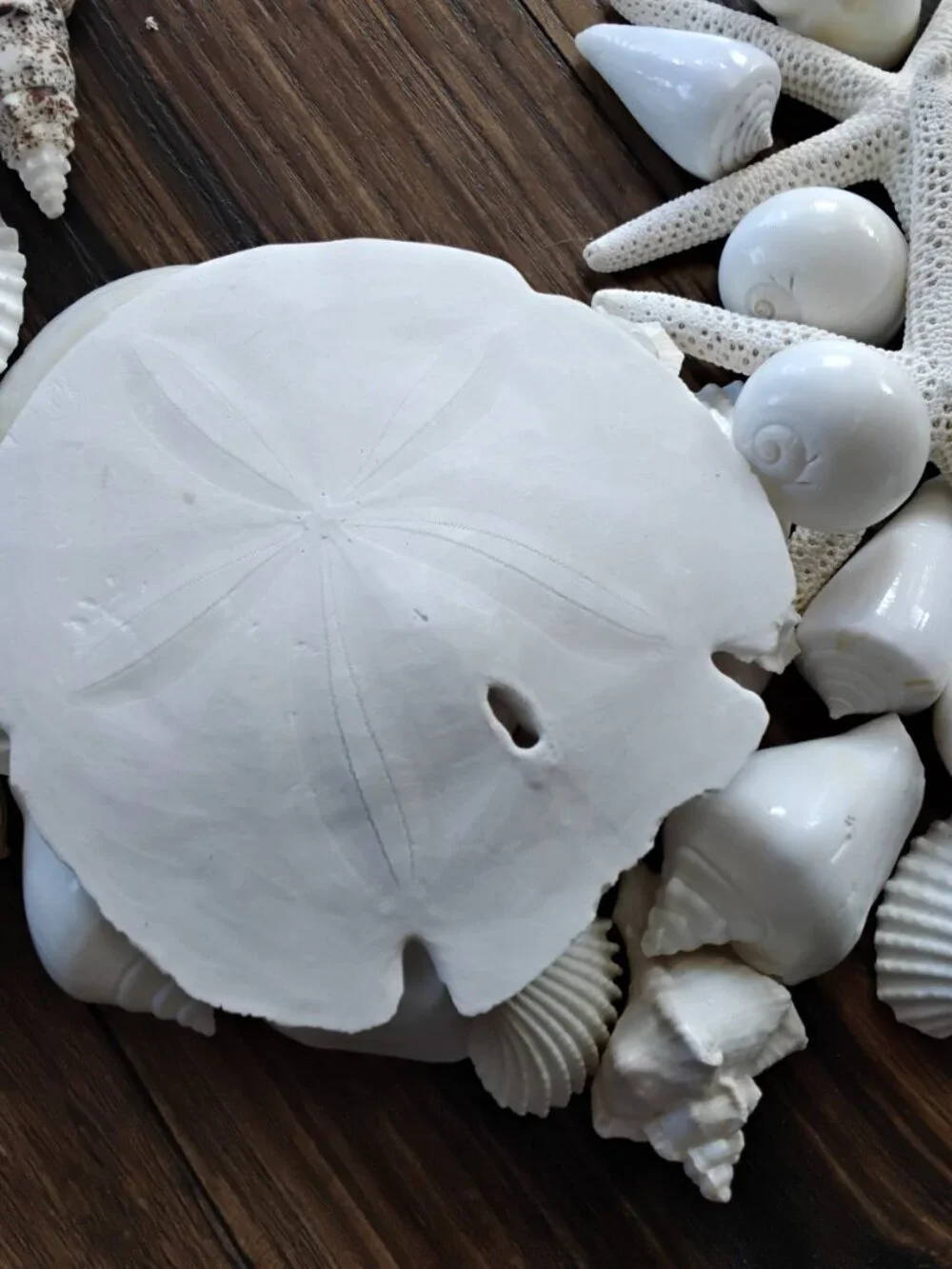 Lot of 38 Assorted Seashells of Various Specimens & Sizes. Beach Coastal Decor